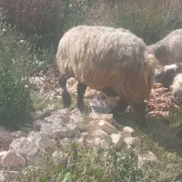 میش آبستن جوان