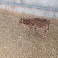 گوساله شیری|حیوانات مزرعه|کوهدشت, |دیوار