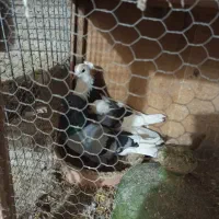 کفتر پرشی به شرط و یاهو طوقی ماده ونر سرور