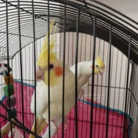 عروس هلندی اصل