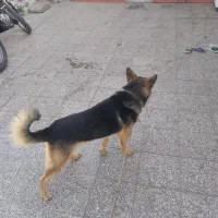 سگ ژرمن|سگ|زرند, |دیوار