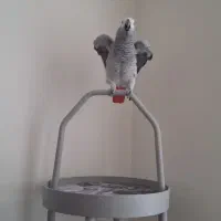 پایه پرنده/ استند پرنده/