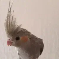 جوجه عروس هلندی|پرنده|فردیس, فرامرزیه|دیوار