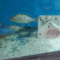 ماهی سیچلاید و لجن خوار