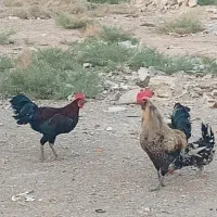 مرغ وخروس|حیوانات مزرعه|کرخه, |دیوار