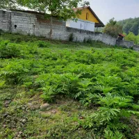 زمینبه مساحت ۴۱۰متر|فروش زمین و ملک کلنگی|آلاشت, |دیوار