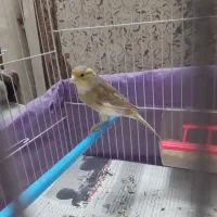 قناری ماده اماده