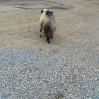 قوچ ترکی|حیوانات مزرعه|سیدان, |دیوار