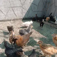 جوجه لاری برهما گلپایگان لهستانی جنگلی و دورگه|حیوانات مزرعه|مشهد, شهید احمدی روشن|دیوار