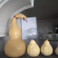 کدو تزئینی مناسب شب یلدا