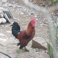 خروس دیلگونی پا بلند و پا پر اصل اصل