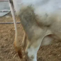 گاو