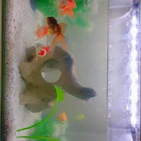 ماهی و آکواریوم