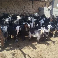 20تابز14تاکهره به فروش میرسد