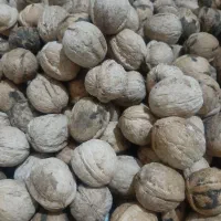 گردو کهمان خشک