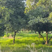 زمین-باغ-1100متر-نزدیک-براصلی-سوخته-کلا-جاده-نظامی