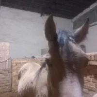 فروش اسب نریان ومادیان وآموزش سوارکاری