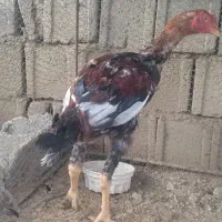 خروس لاری 6 ماه اصیل