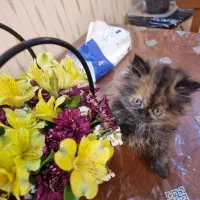 گربه اسکاتیش فولد لانگ هیر