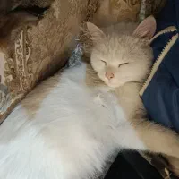 گربه بریتیش|گربه|ارومیه, |دیوار