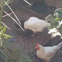 خروس فروشی ۳۵۰ تومن|حیوانات مزرعه|طبس, |دیوار