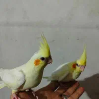 عروس هلندی لوتینو زعفرانی دوماه دستی|پرنده|کرج, کمالشهر|دیوار