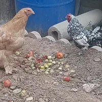 فروش مرغ خروس