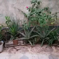 فروش گل و نهال|گل و گیاه طبیعی|شیراز, دارالرحمه|دیوار