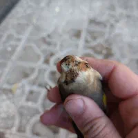 ماده سهره سرحنایی وابلق فوق عتیقه وکلکسیونی|پرنده|کرمان, |دیوار