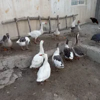 ۱۷ عدد قاز محلی و قوغاز یکجا ۱۷ ملیون