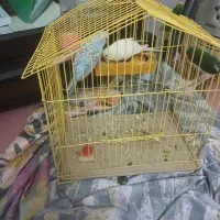 یک جفت مرغ عشق سالم