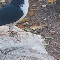 یجفت سیاهپوش