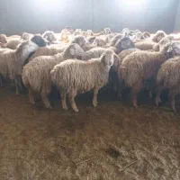 دام زنده ،توغلی ، گوسفند