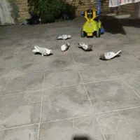 کفتر رنگی و پلاکی|پرنده|داراب, |دیوار