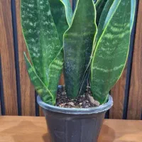 حراج گیاه آپارتمانی طبیعی|گل و گیاه طبیعی|اهواز, آریاشهر|دیوار