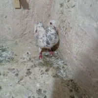 پرشی|پرنده|نیشابور, بکاول|دیوار