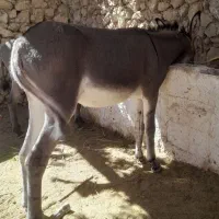 الاغ نر وماده|حیوانات مزرعه|یاسوج, |دیوار