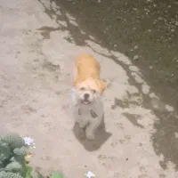 سگ شیتزو ماده