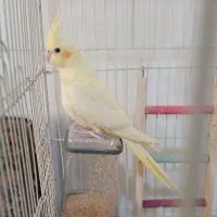 عروس هلندی لوتیتو نر
