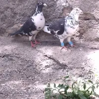 کفتر کبوتر سه عدد