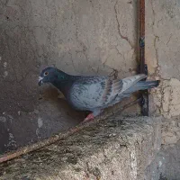 قرسیاه شاخ دار طاووسی ناب|پرنده|داراب, |دیوار