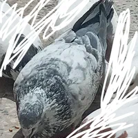کبوترگمشده