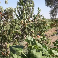 فروش باغ تاکستان قزوین ۸۳۲۰ متری|فروش زمین و ملک کلنگی|تهران, دریاچه شهدای خلیج فارس|دیوار
