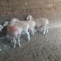 ۴عددبره ماده