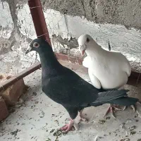 جفت فروشی|پرنده|فردوس (خراسان), |دیوار