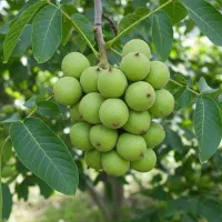 نهال گردو فرنور،لاکچری، پربار و مناسب مناطق سردسیر