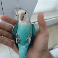 فروش فوری جفت کوتوله+ ارسال|پرنده|قائن, |دیوار