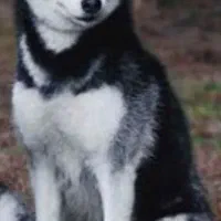 سگ هاسکی باهوش