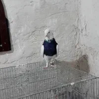 طوقی|پرنده|شهریار, شهرک امیریه|دیوار