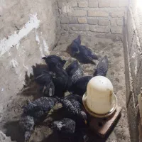 جوجه مرندی